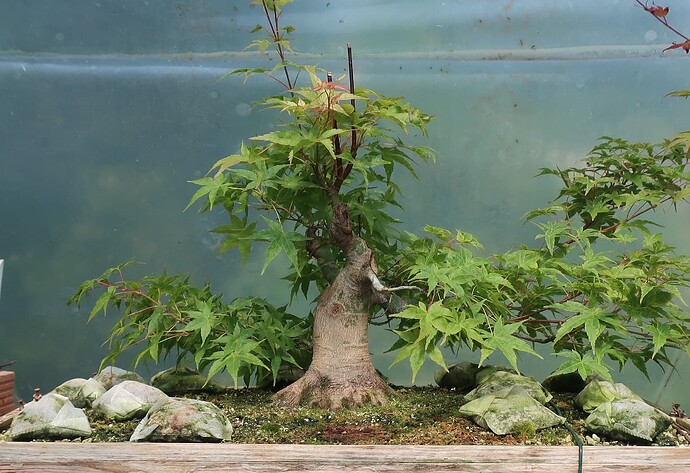 acer palmatum beni tsukasa 2023 07 12 (6)