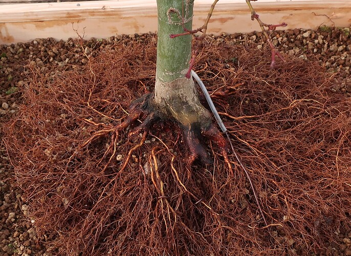acer palmatum deshojo 2024 02  22 (10)