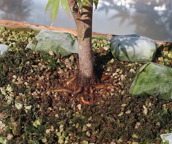 acer palmatum senkaki 2022 08 30 (2)