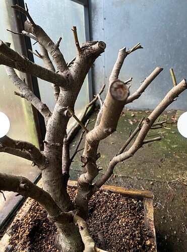 Screenshot_20260203_120424_com.android.chrome_edit_9960182471396