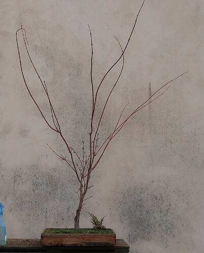 acer palmatum senkaki 2026 03 10 (1)