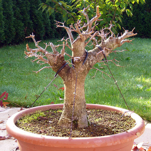 11_octobre2005
