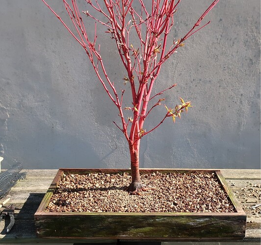 acer palmatum senkaki 2023 04 04 (10)