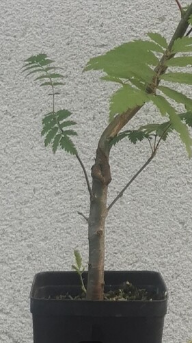 Screenshot_20260802_001802_com.lapoteriedubonsai.la_collec_de_bonsai_edit_5060458230477