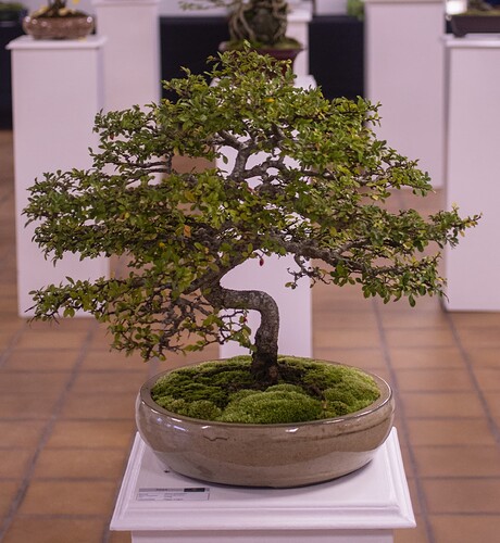 IMGP2986