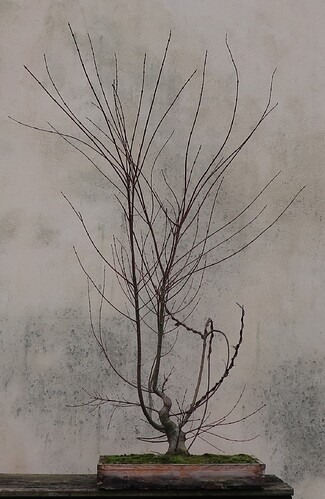 acer palmatum beni chidori 2025 02 21 (1)