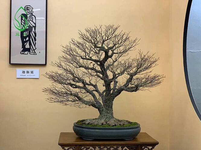 acer palmatum arakawa 2