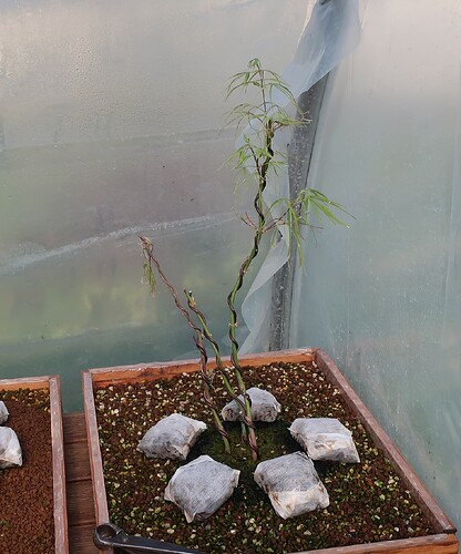 acer palmatum koto no ito 2020 04 09 001