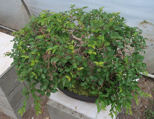 carpinus coreana 2025 07 17 (2)
