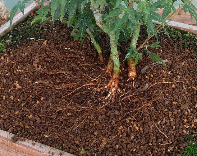 acer palmatum katsura 2020 09 17 005