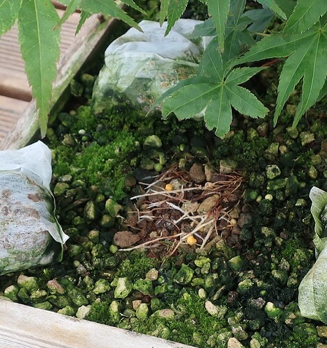 acer palmatum beni tsukasa 2021 07 30 003