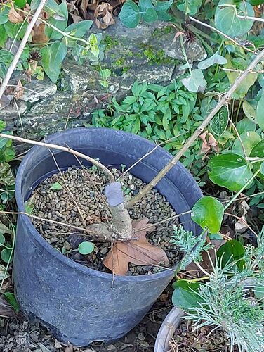 Copie de 20241230_100101