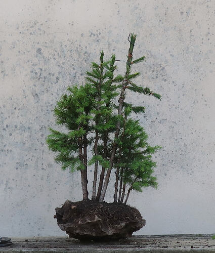 picea glehnii 2026 06 18 (5)