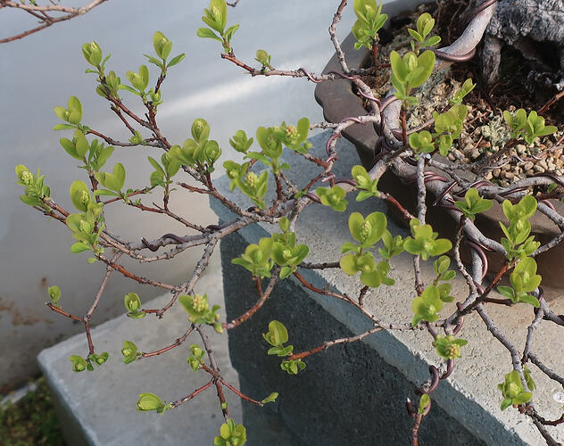 2026 03 30 Cotinus coggygria (3)