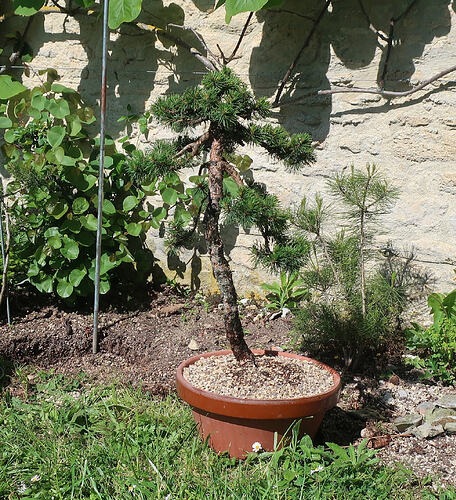 pin sylvestre lettré 2023 05 03 (3)