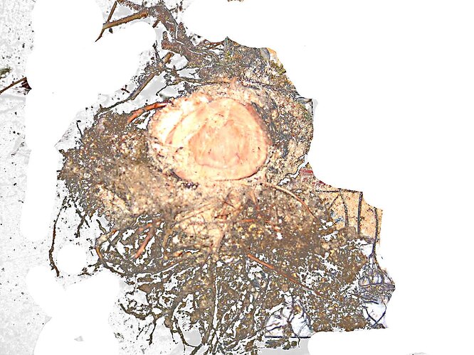 prun2 rac 12 marcotte'