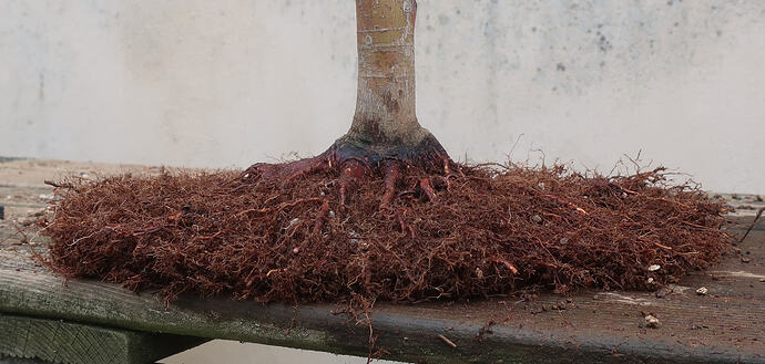 acer palmatum senkaki 2026 03 10 (7)