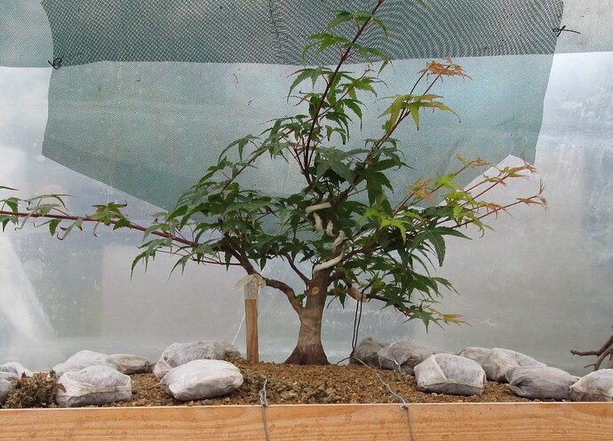 acer palmatum beni tsukasa 2018 08 13 003