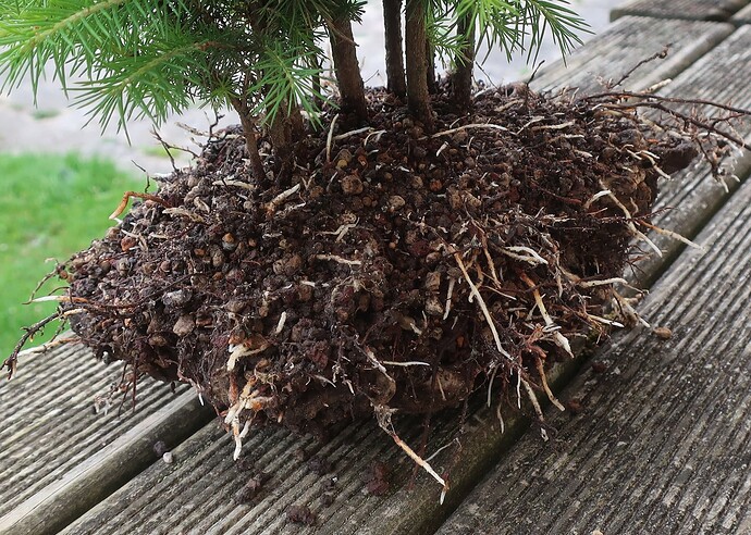 picea glehnii 2025 06 10 (2)
