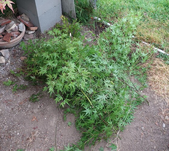 acer palmatum beni tsukasa 2025 05 21 (3)