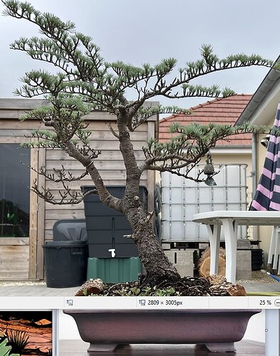 cèdre bleu pot violet