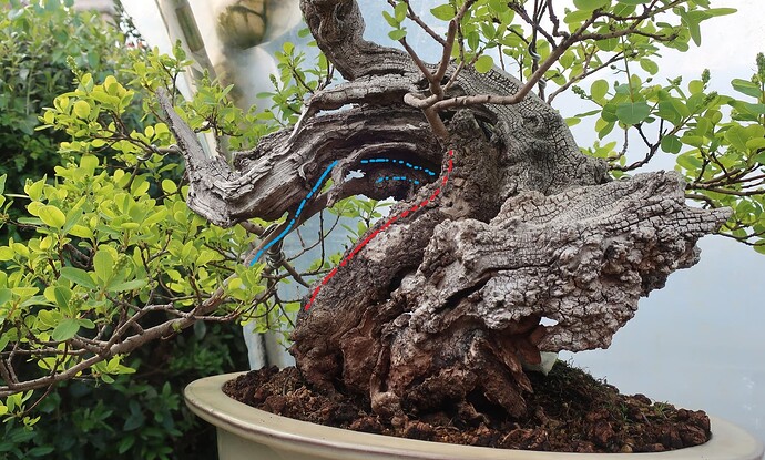2025 04 22 Cotinus coggygria (3virt)