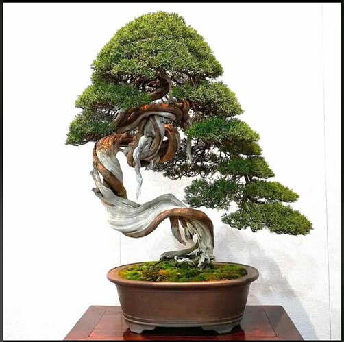 juniperus chinensis 04 Kokufu99-2