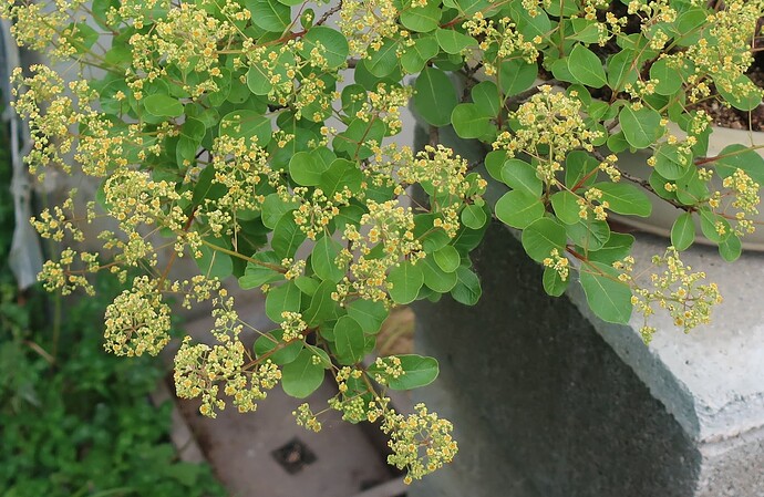 2025 05 12 Cotinus coggygria  (2)