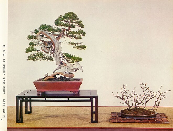 juniperus chinensis tortillon 1 kokufu 48 (1974)