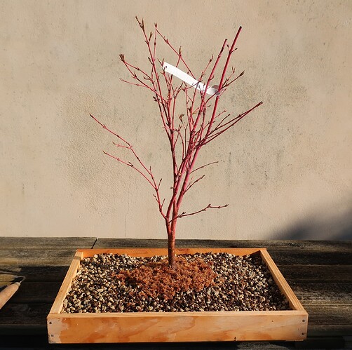 acer palmatum senkaki 2022 03 17 (5)