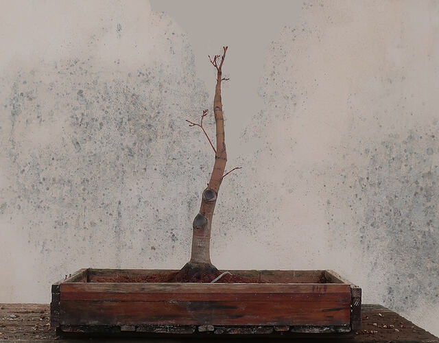 acer palmatum senkaki 2026 03 10 (10virt2)