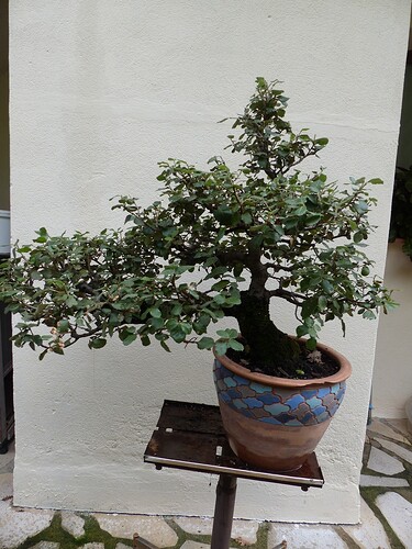 chêne vert (Copier)