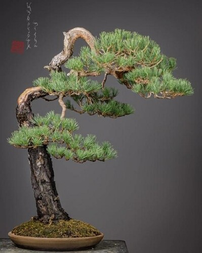 pin sylvestre milan kaspiek