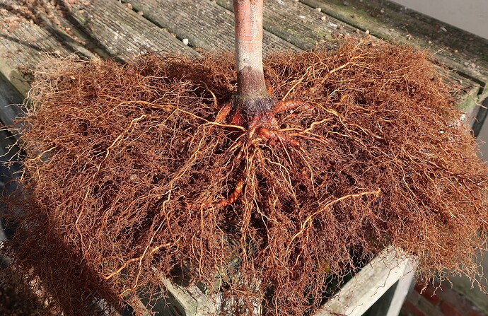 acer palmatum senkaki 2024 03 14 (5)