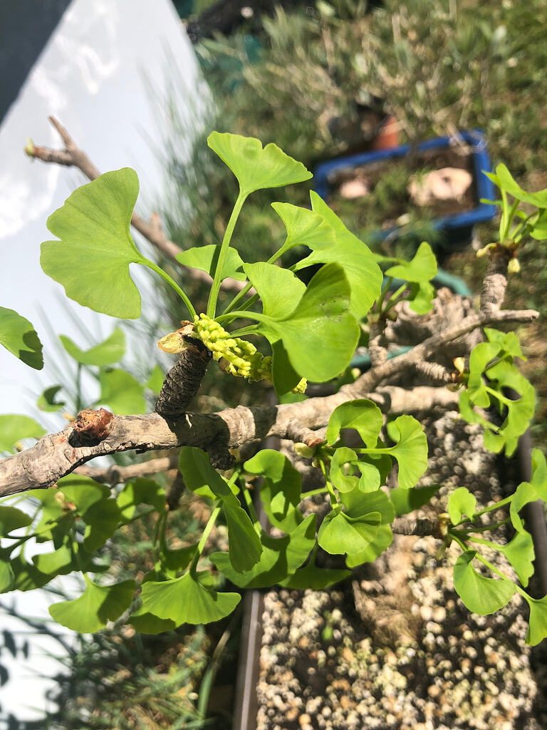 Ginkgo bonsaï fleurs? - Général - ParlonsBonsai