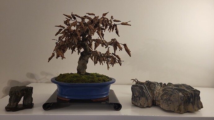 20250125_165555_resized