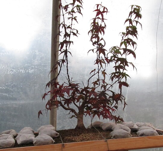 acer palmatum beni tsukasa 2018 11 06 001