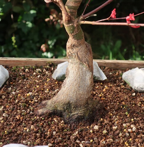 acer palmatum deshojo 2025 03 23