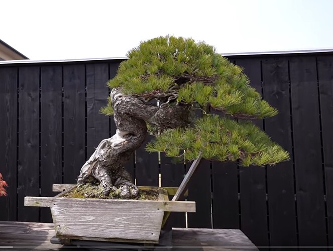 pinus pentaphylla kirin kokufu2