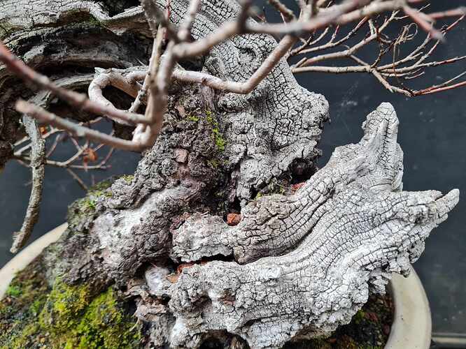 2024 11 18 Cotinus coggygria (7)