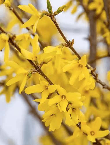 Forsythia_fleurs-2