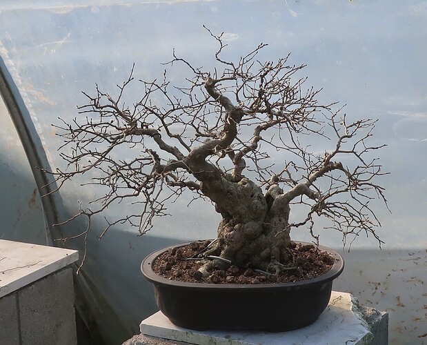 carpinus coreana 2025 03 17 (12)