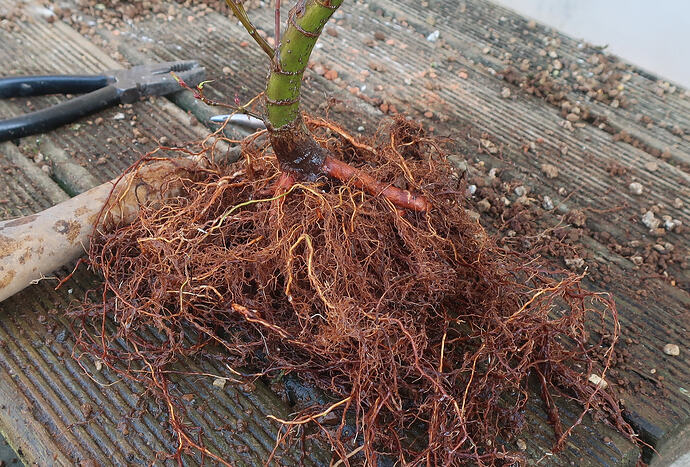acer palmatum arakawa 2026 03 02 (3)