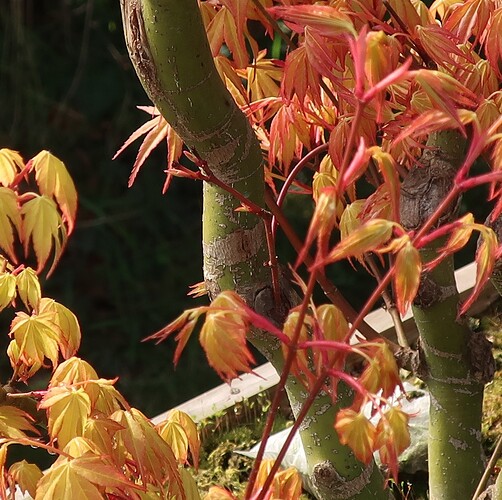 acer palmatum katsura 2025 03 17 (2)