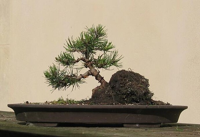 pin mugo ishizuke 2010 06 21