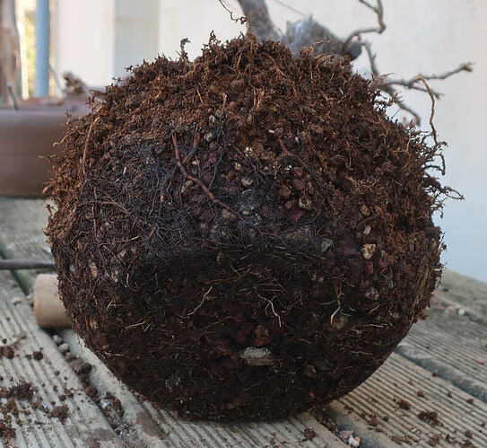 ste lucie 2026 03 19 (3)