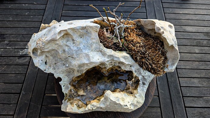 figuier pierre (1 sur 8)