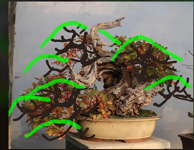 2025 10 16 Cotinus coggygria (1virt)