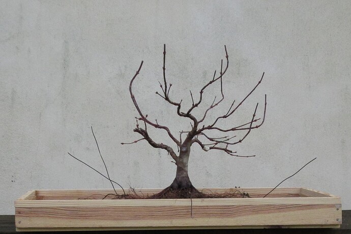 acer palmatum beni tsukasa 2019 03 07 003