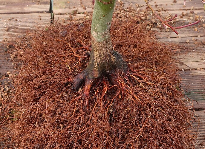 acer palmatum deshojo 2024 02  22 (5)